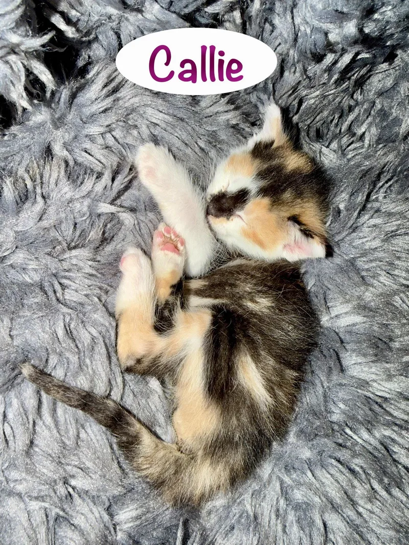 Callie thumbnail 2