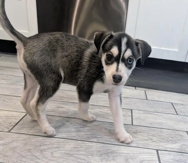 One Piece Litter  thumbnail 3