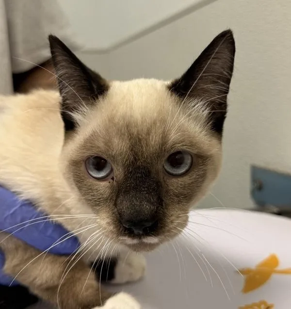 An adult small-sized male Domestic Short Hair cat named Pete for adoption in Oceanside, CA