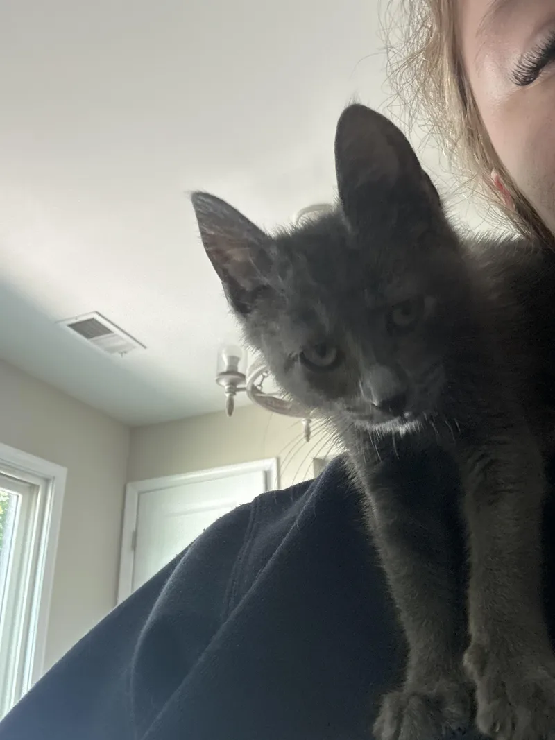 A baby small-sized female Gray / Blue / Silver Domestic Short Hair cat named Tiny for adoption in Virginia Beach, VA
