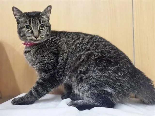 An adult medium-sized female Domestic Medium Hair cat named Aries for adoption in Saint Louis, MO