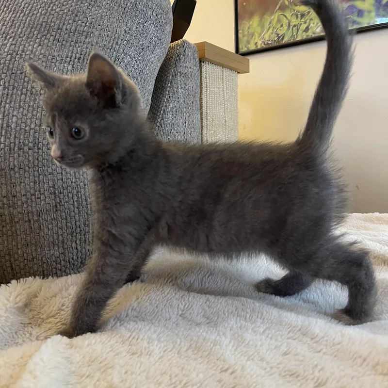 A baby medium-sized female Dilute Tortoiseshell cat named Coredlia for adoption in Scranton, PA
