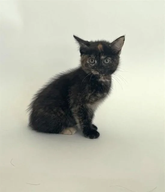 A baby small-sized female Domestic Short Hair cat named S'More for adoption in Saint Louis, MO