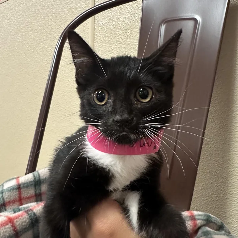 A baby medium-sized female Black Domestic Short Hair cat named Hermione for adoption in Santa Barbara, CA