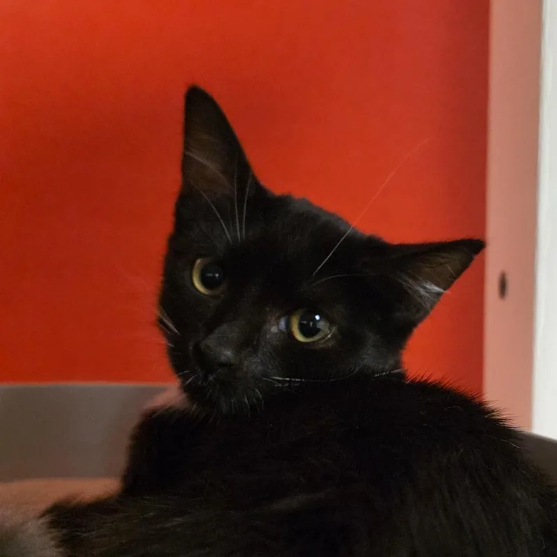 Hermione thumbnail 2