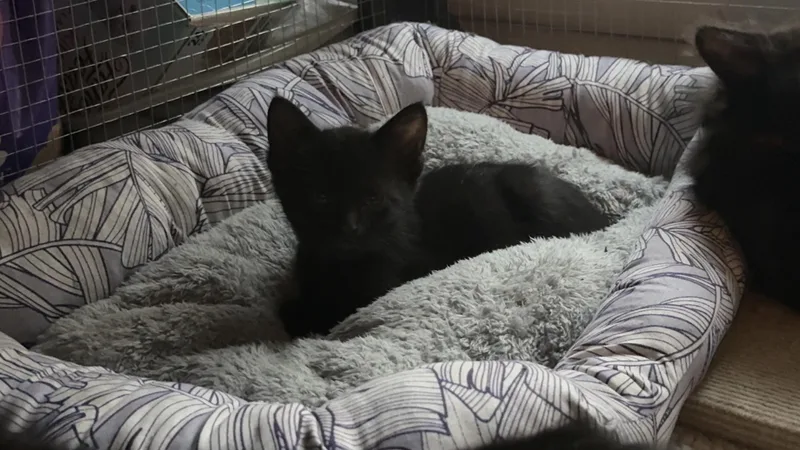 A baby medium-sized male Domestic Short Hair cat named Fred for adoption in Medinah, IL