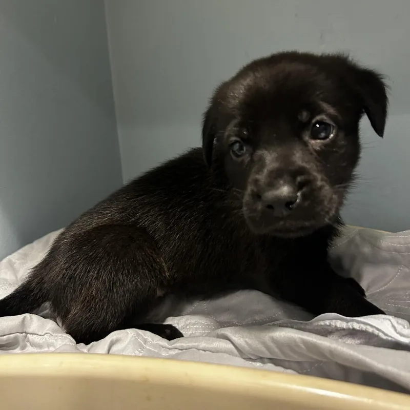 A baby small-sized female Black Mixed Breed dog named Brandy for adoption in Chattanooga, TN