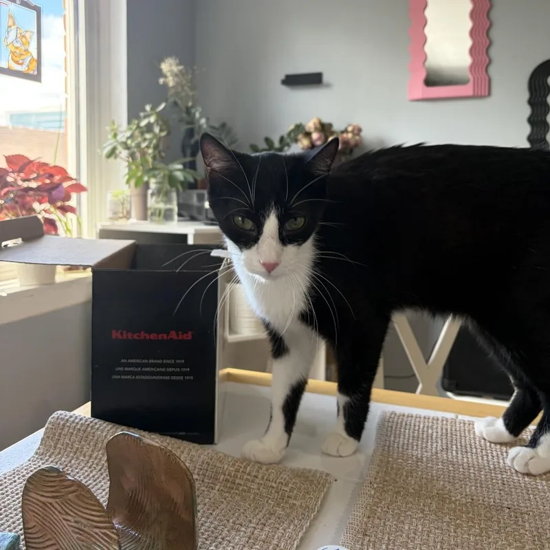 An adult medium-sized male Black & White / Tuxedo Domestic Short Hair cat named Epic for adoption in Evanston, IL