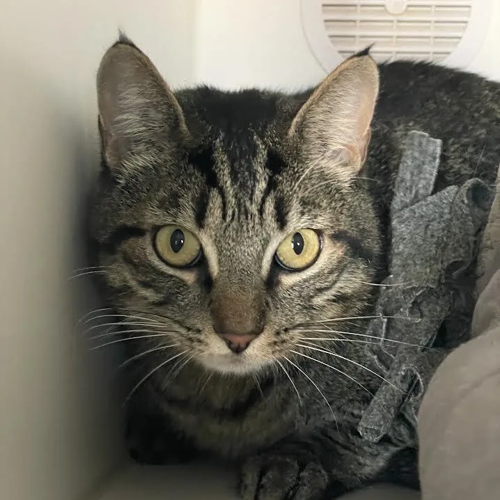 An adult small-sized male Domestic Medium Hair cat named Lucas for adoption in Prescott, AZ