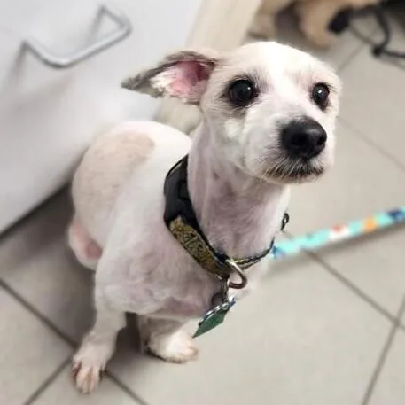 An adult small-sized male Mixed Breed dog named Otto Toby for adoption in Long Island City, NY