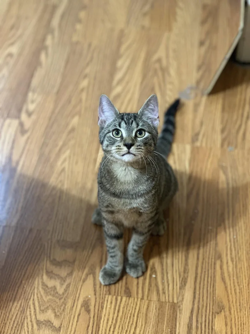 A young medium-sized male Domestic Short Hair cat named Ernie for adoption in Newtown Square, PA