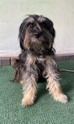 A young medium-sized female Shih Tzu dog named A for adoption in Baldwin Park, CA