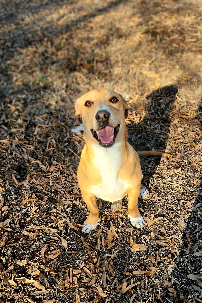 Cooper