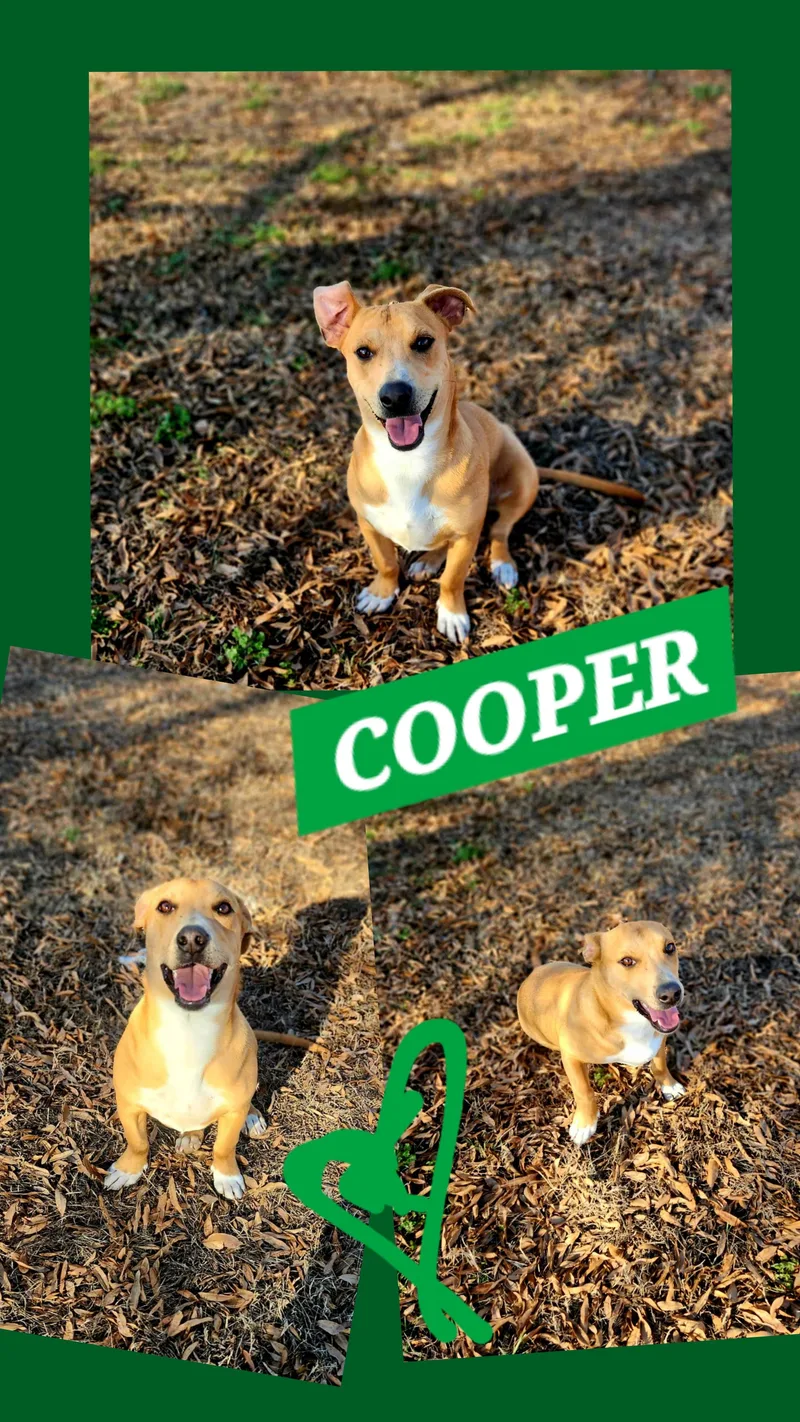 Cooper thumbnail 2