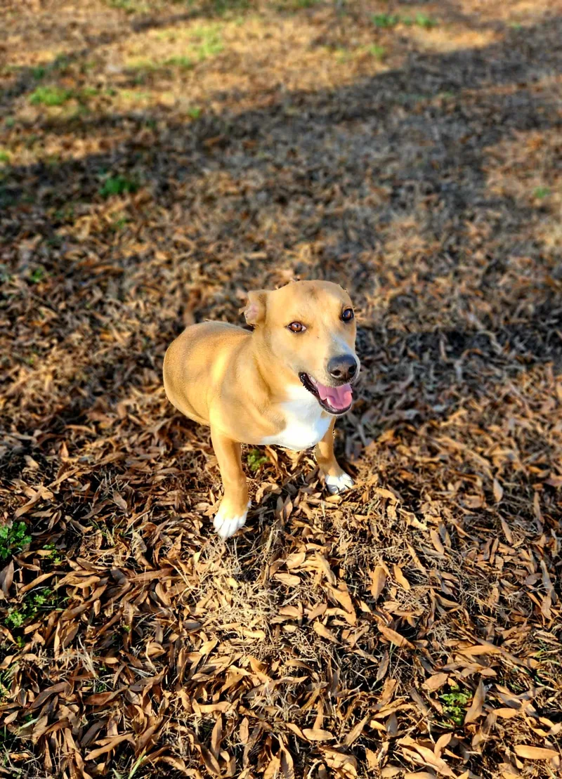 Cooper thumbnail 3