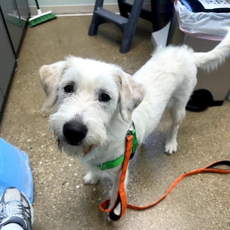 A young medium-sized female White / Cream Mixed Breed dog named Suki for adoption in Skokie, IL