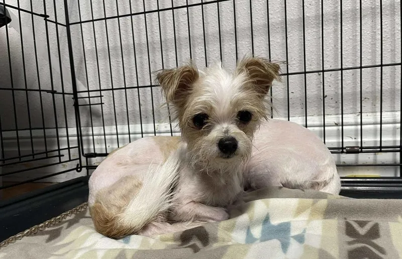 An adult small-sized male Chihuahua dog named Louis for adoption in Bolivar, MO