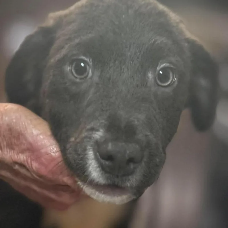 A baby medium-sized male Labrador Retriever dog named Marlin for adoption in Brainerd, MN