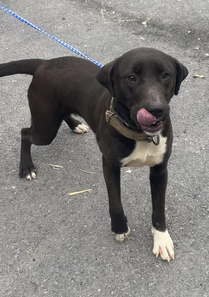An adult medium-sized female Mixed Breed dog named Dolly for adoption in Rome, GA