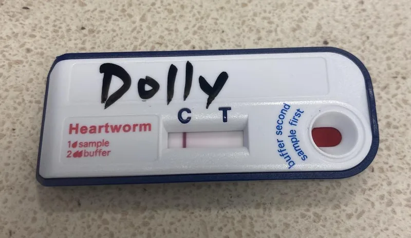 Dolly thumbnail 2