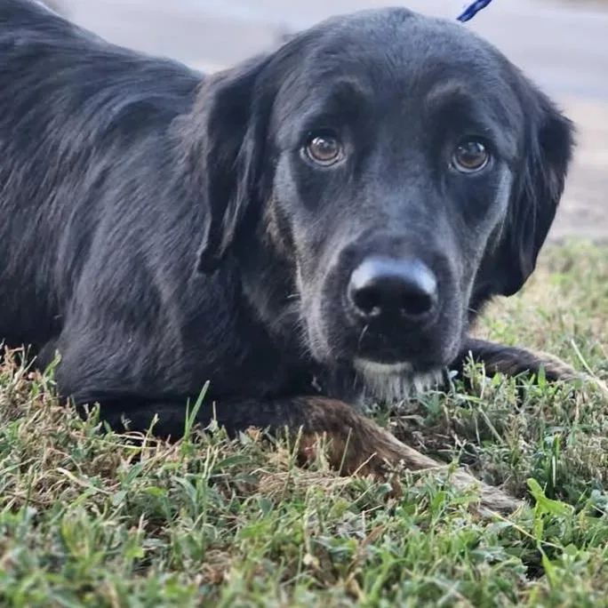 An adult medium-sized female Retriever dog named Temperance for adoption in Fort Payne, AL