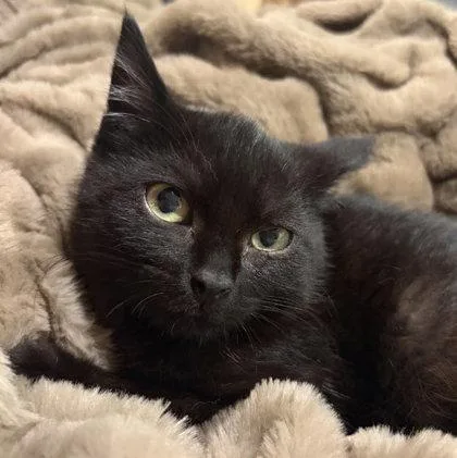 A young medium-sized male Domestic Short Hair cat named Kenny Wayside  needs for adoption in Hudson, MA