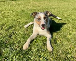 An adult medium-sized male Merle (Blue) Australian Shepherd dog named Scout for adoption in Cicero, IL