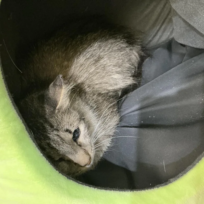 A young small-sized female Gray / Blue / Silver Domestic Short Hair cat named Helen Kay for adoption in Midland, TX