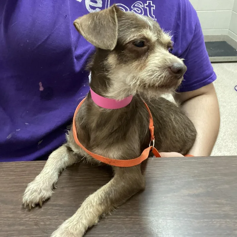 An adult small-sized female Brown / Chocolate Terrier dog named Susan for adoption in Ardmore, OK