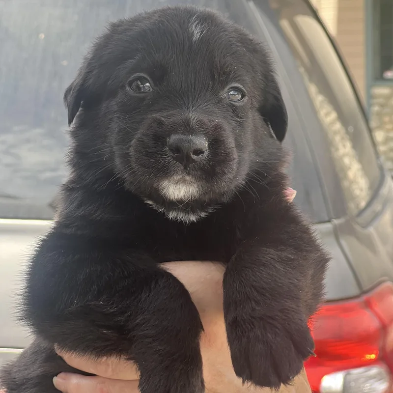 A baby medium-sized female Black German Shepherd Dog dog named Moxie for adoption in Encino, CA