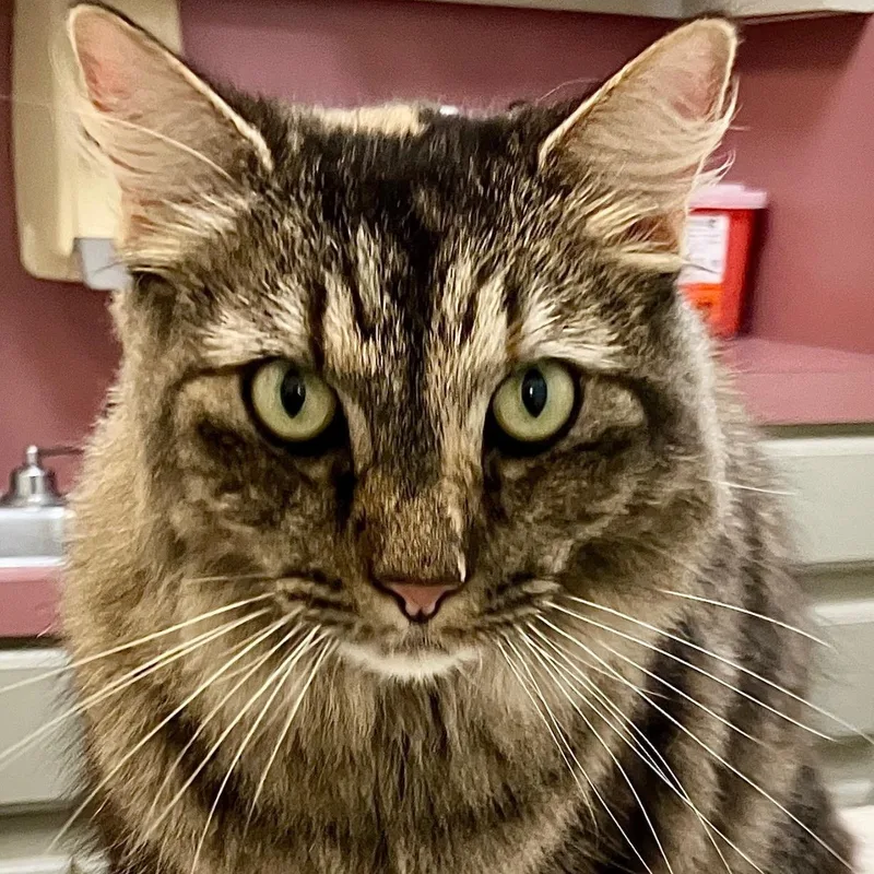 Muffit – Elegant Domestic