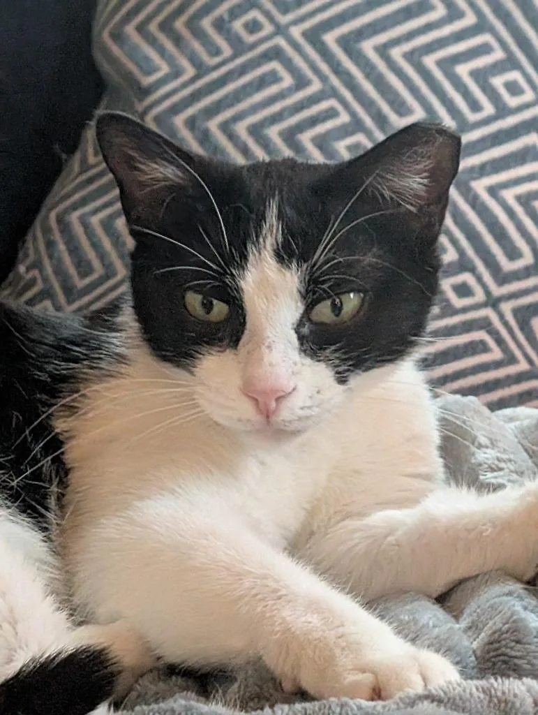 A young medium-sized female Domestic Short Hair cat named Cosmic for adoption in San Antonio, TX