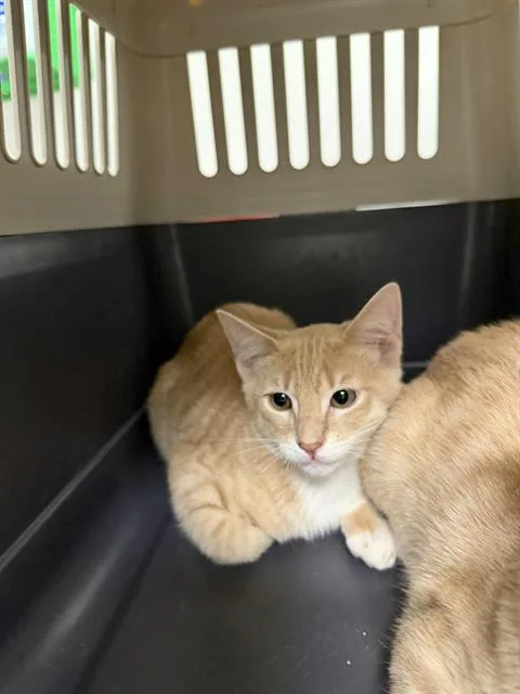 A baby medium-sized male Domestic Short Hair cat named Cosmo for adoption in Ontario, CA