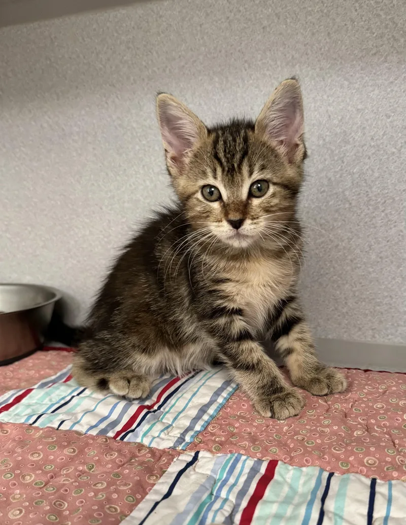 A baby medium-sized female Tabby (Brown / Chocolate) Tabby cat named Spice for adoption in Red Bluff, CA