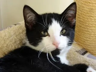 A young medium-sized male Black & White / Tuxedo Domestic Short Hair cat named Sidney for adoption in Anaconda, MT