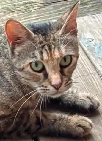 A young medium-sized female Domestic Short Hair cat named Janey for adoption in Olean, NY