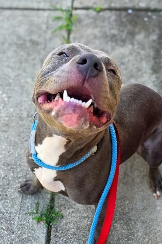 An adult medium-sized male Gray / Blue / Silver Mixed Breed dog named Hawthorne for adoption in Cincinnati, OH