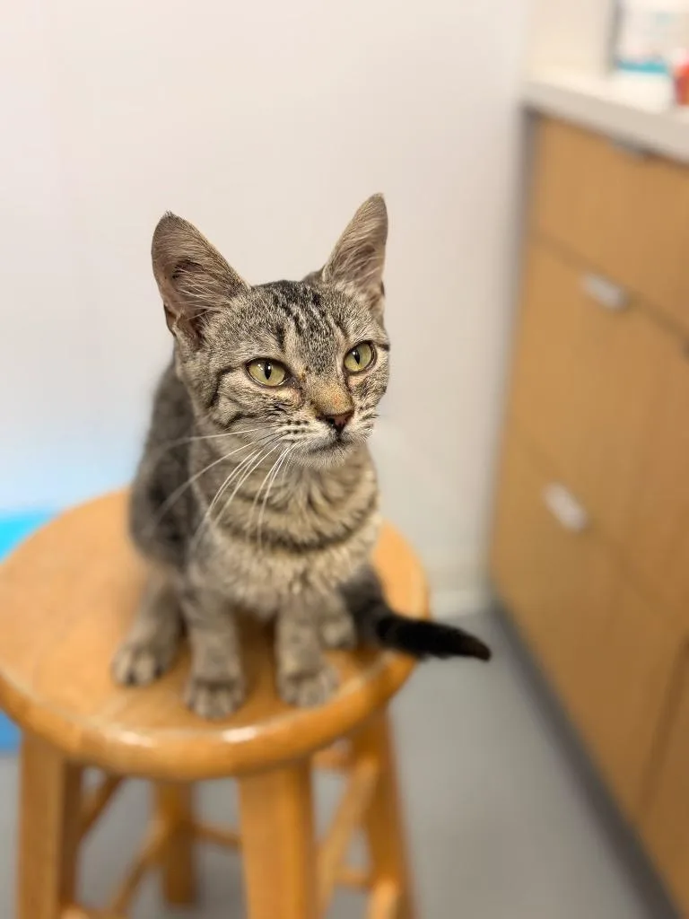 A baby medium-sized male Domestic Short Hair cat named Chaucer for adoption in Hartsville, SC