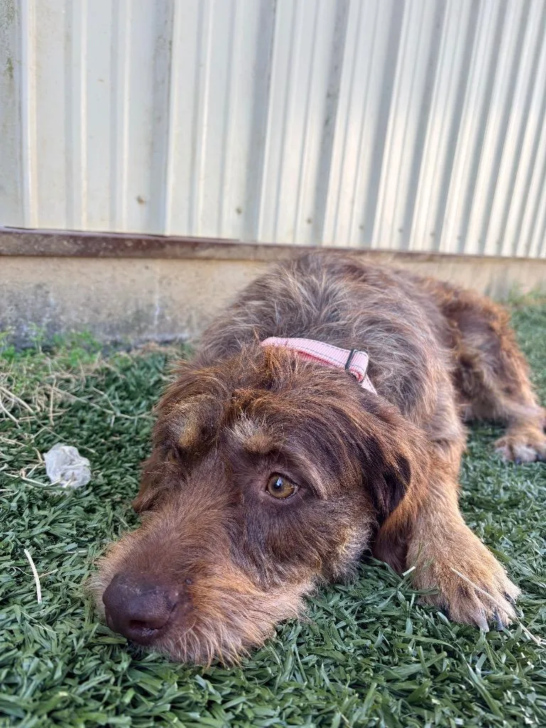 A young medium-sized female Terrier dog named Feral Fawcett for adoption in Morgantown, KY