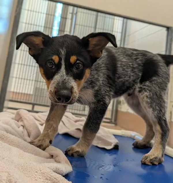 A baby small-sized male Australian Cattle Dog / Blue Heeler dog named Baby Billy for adoption in Santa Rosa, CA