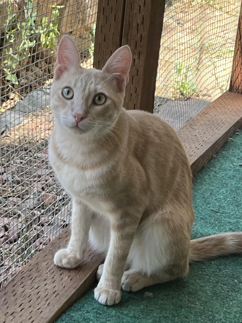 A young medium-sized male Orange & White Domestic Short Hair cat named Agave for adoption in Prescott, AZ