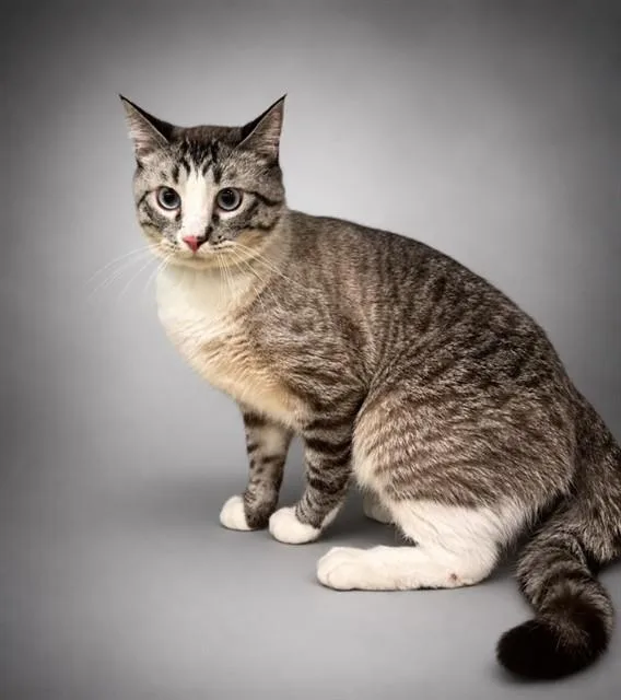 A young medium-sized male Domestic Short Hair cat named Habanero for adoption in Agoura, CA