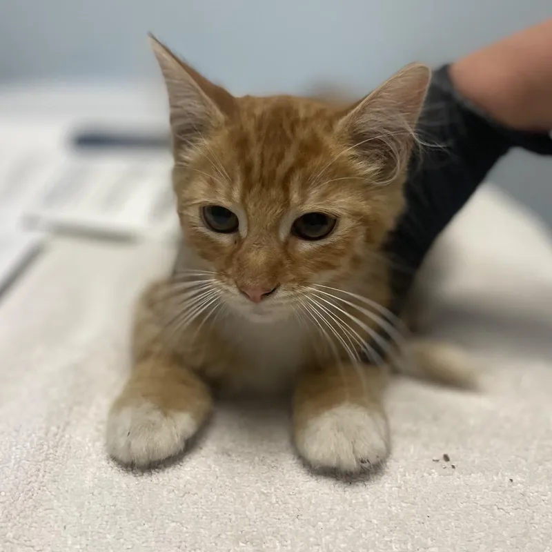 Sunny