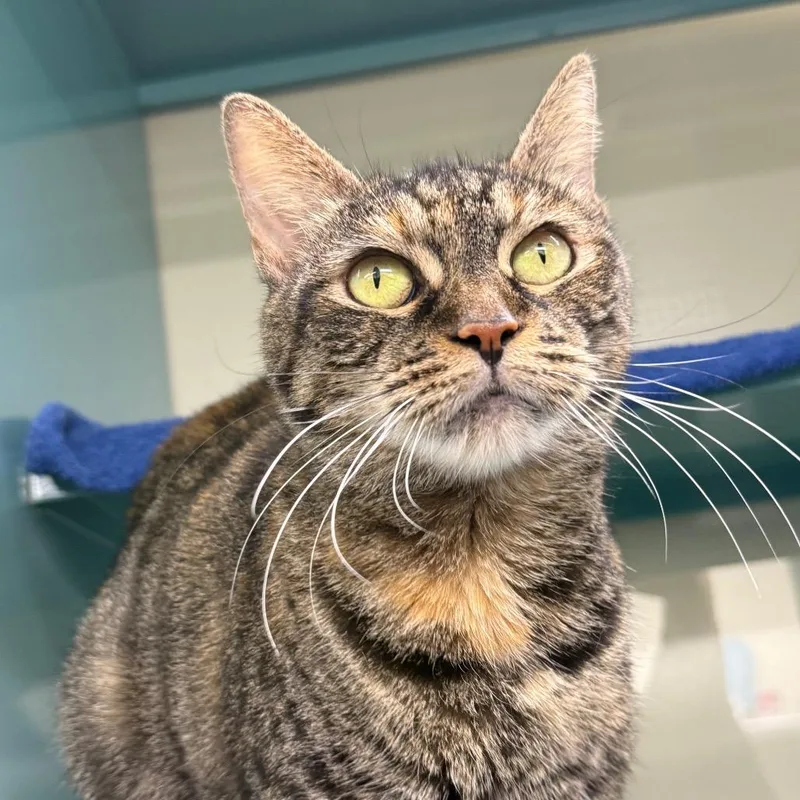 A young large-sized female Torbie Domestic Short Hair cat named Candy Corn for adoption in Hamburg, NY