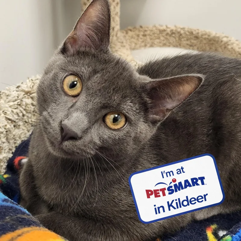 A baby medium-sized male Gray / Blue / Silver Domestic Short Hair cat named Cool Ranch for adoption in Grayslake, IL