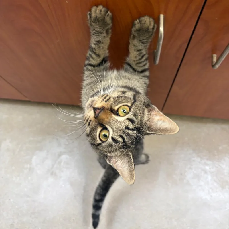 A baby small-sized male Brown / Chocolate Domestic Short Hair cat named Dinglehopper for adoption in York, PA