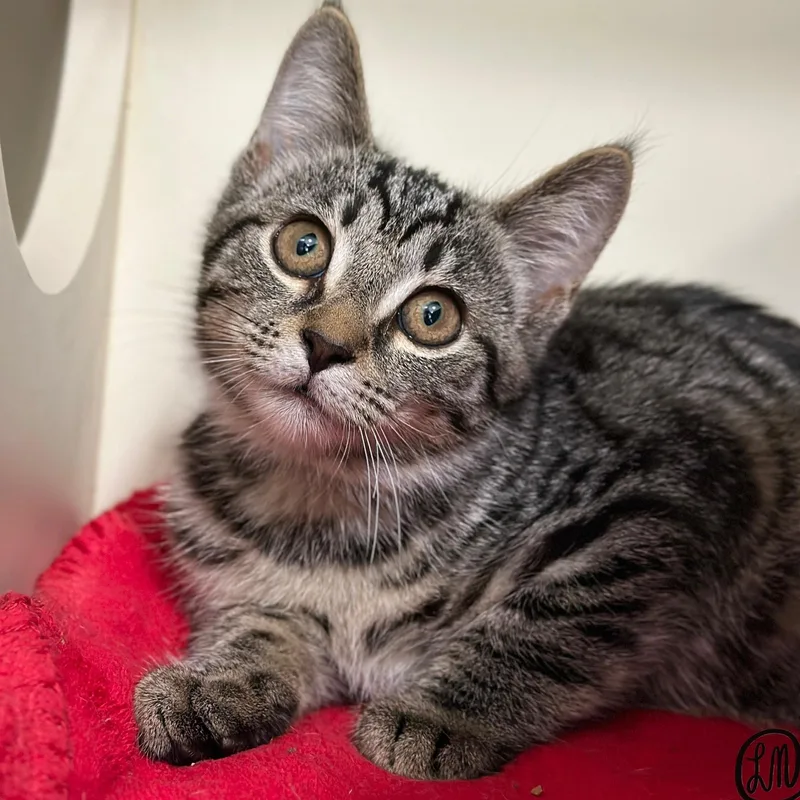 A baby medium-sized male Tabby (Brown / Chocolate) Domestic Short Hair cat named Josh for adoption in Victor, NY