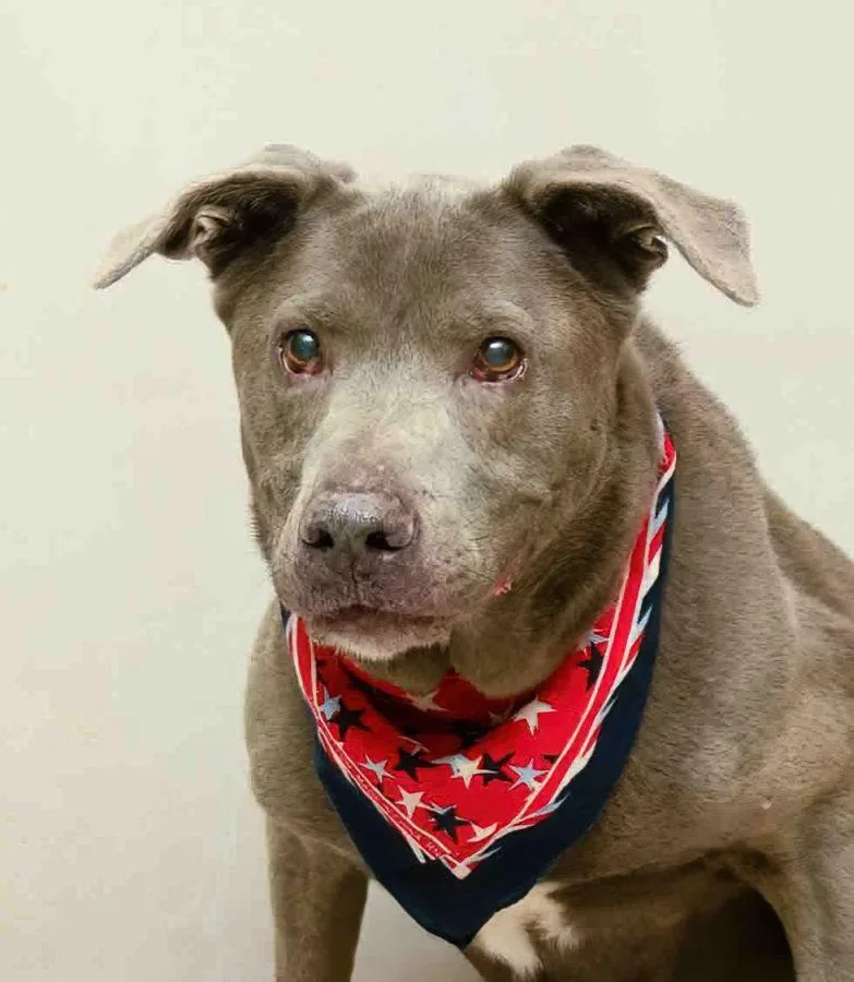 A senior large-sized female Gray / Blue / Silver Labrador Retriever dog named Cooper for adoption in Sanford, FL