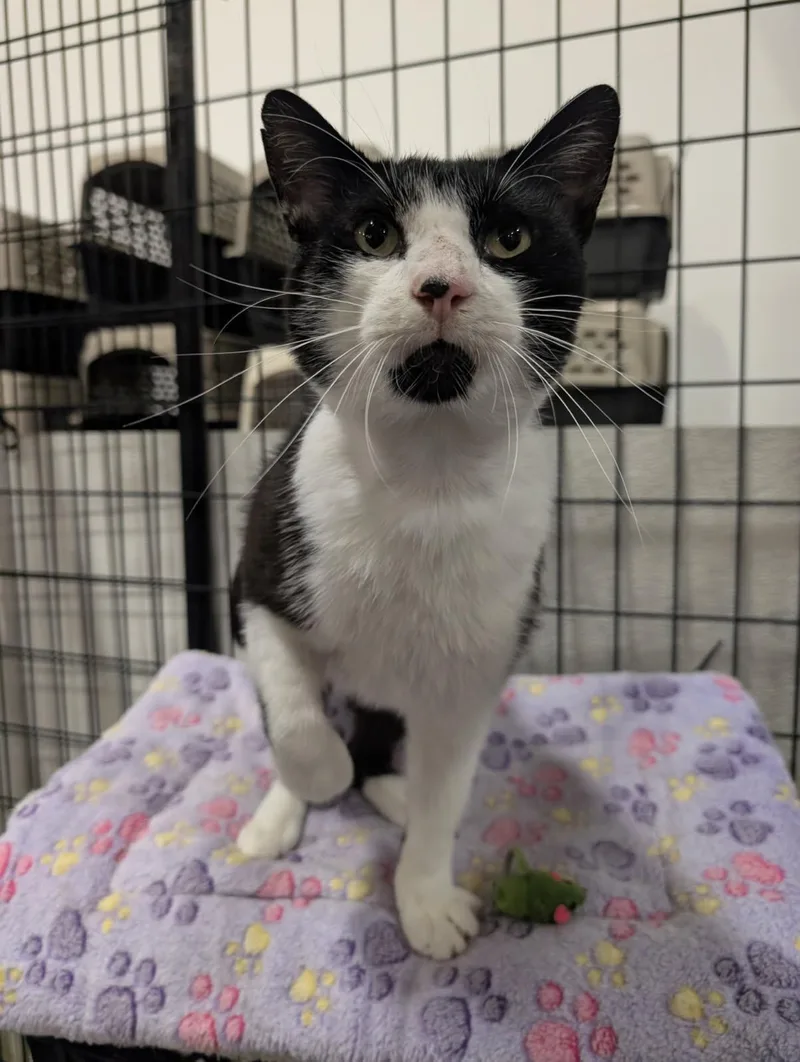 An adult medium-sized male Black Domestic Short Hair cat named Pretzel chip for adoption in Columbus, OH