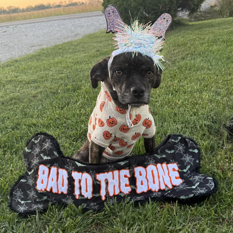 An adult medium-sized female Brindle Mountain Cur dog named Cadillac for adoption in Richmond, IN